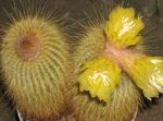 Foto Plantas de salón Eriocactus cacto desierto , amarillo