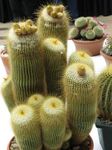 fotografija Sobne rastline Kroglični Kaktus (Notocactus), rumena