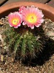 Photo House Plants Tom Thumb desert cactus (Parodia), pink